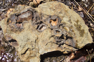 Limonite, Graves Gap Formation, Morgan County, Tennessee