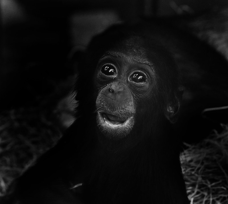 bonobo laugh