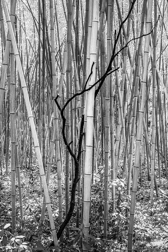 contrast branch bamboo exposition contraste bambou branche