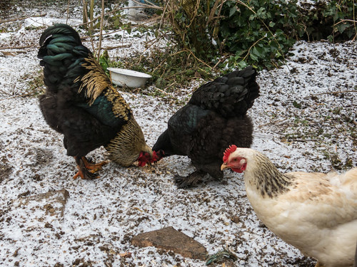 Chickens and rooster in the snow