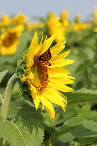 canada flower nature fleur butterfly quebec papillon québec monarch sunflower qc tournesol montérégie monteregie