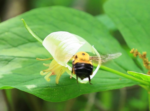 county flower forest trillium reis iowa bumblebee larry nodding winneshiek marilie