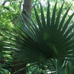 #palm #dallasarboretum