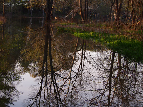 trees sky plants usa sunlight reflection green nature water grass spring unitedstates flood owencounty cataract millcreek cataractfalls picnicarea ilobsterit