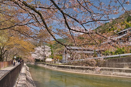 【写真】2013 桜 : 山科疎水/2020-09-19/IMGP9922