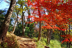 Autumnal Leaves of Zelkova / ケヤキの紅葉