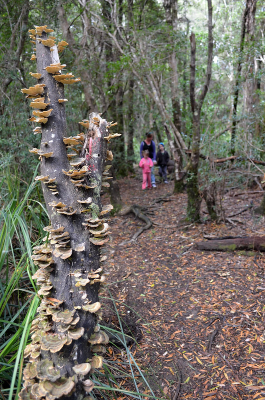 Anything that isn't covered in moss is covered in funghi on the Whyte River Walk - Tarkine Wilderness - Corinna - Tasmania