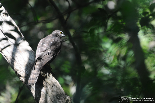 birds camoflage birdsofprey forestreserve illusive shikra srilankawildlife nikond90 srilankabirds bodhinagala amazingsrilanka tstudioz