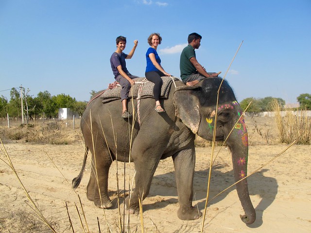 India - Jaipur - Elefantastic