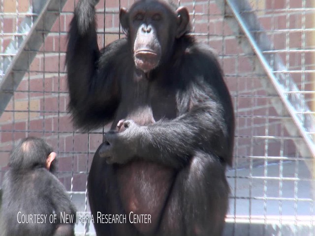 Video of Retired Chimps at NIRC
