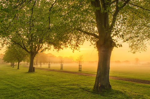 morning trees light mist fog sunrise landscape dawn golden nikon day silence warwickshire bidfordonavon d7000 jactoll nikcolorefexpro4