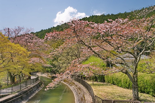 【写真】2013 桜 : 山科疎水/2020-09-19/IMGP9949