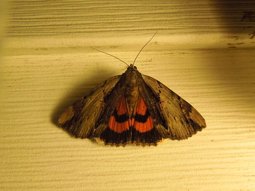 usa insect virginia moth va princewilliamcounty ultroniaunderwing catocalaultronia ultronia taxonomy:binomial=catocalaultronia taxonomy:common=ultroniaunderwing