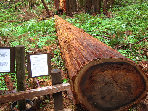 Muir Woods, Coastal Redwoods, green, fronds IMG_5028
