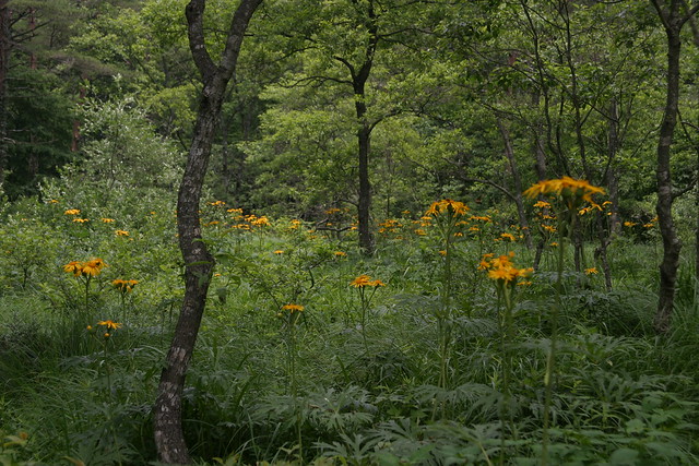 林内にはハンカイソウが花盛り．緑に映える黄色の花がとてもきれいだった．