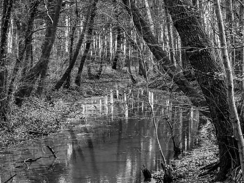 blackandwhite bw nature water forest river wasser natur fluss wald zd 40150mm schwarzweis
