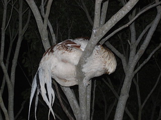 Paladar with cock in tree
