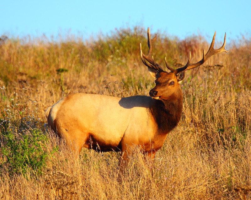 IMG_5132 Tule Elk, Point Reyes National Seashore