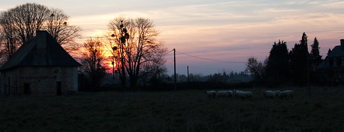 sunset sonnenuntergang sheep moutons schafe coucherdusoleil