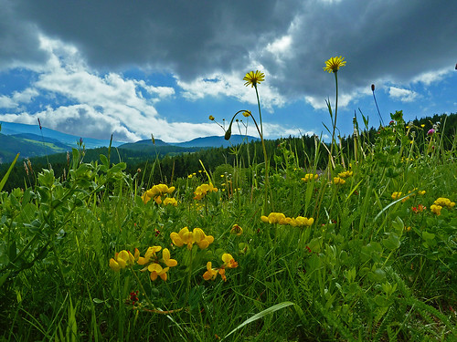 sky cloud mountain grass hill meadow wiese himmel wolken berge gras wildflower wildblumen