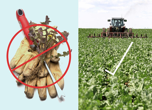 New technology being developed by the University of California – Davis is putting precision weed control onto farm equipment, which will eliminate the need for much of today’s manual labor.  (iStock image)