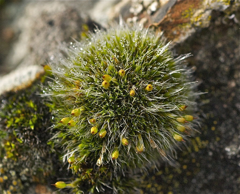 Possibly Yellow-green cushion moss (Dicranoweisia crispula)