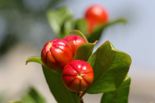 red flower macro tree green leaves dof pomegranate 100mm greece buds arcadia megalopolis