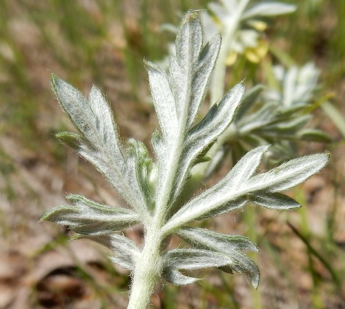 wisconsin silvery wildflower cinquefoil potentilla argentea