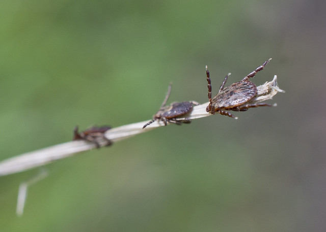photo of ticks