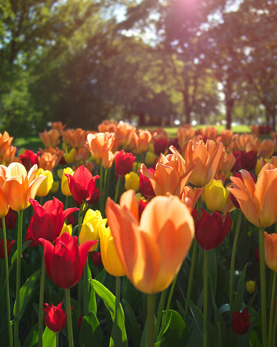 park light sunlight flower green nature colors spring bokeh tulip heat pvanhala
