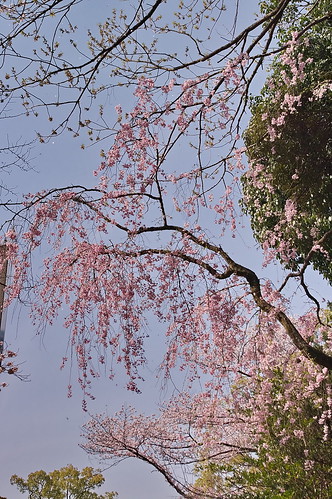 【写真】2013 桜 : 石清水八幡宮/2021-12-06/IMGP9718