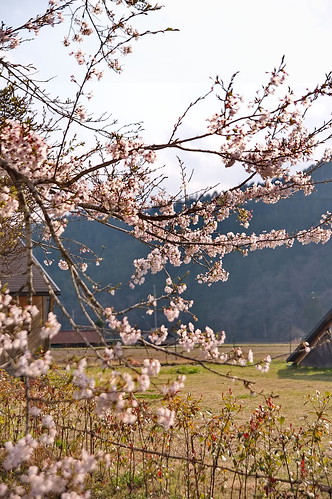 【写真】2013 桜 : 常照皇寺/2019-12-06/IMGP0171