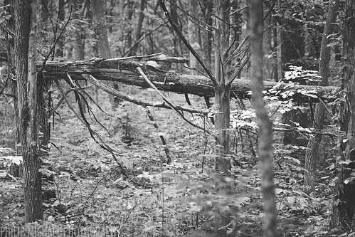 trees blackandwhite bw nature monochrome forest nationalpark woods hike mammothcave