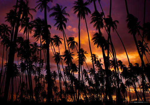 travel sunset vacation sun tree hawaii coconut palm molokai sonynex seemolokai