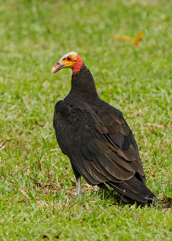 Yellow Headed Vulture 2014-01-25
