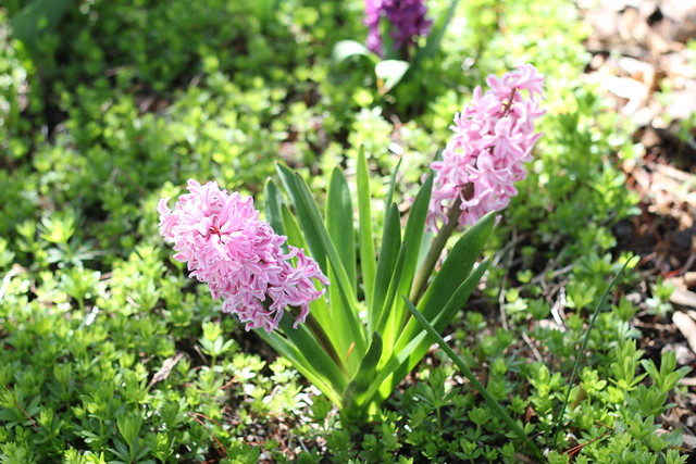 hyacinths by replicate then deviate