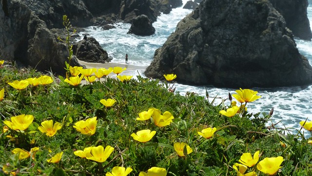 California poppies above a cove at Bodega Head, Point Reyes. 