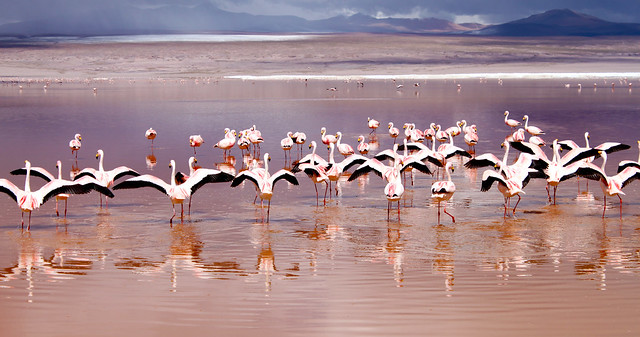 Laguna Colorada e Flamingos