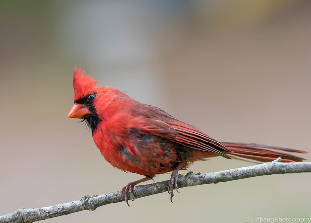 Carolina cardinal male