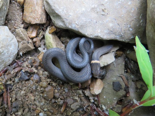 statepark snake indiana mccormickscreek diadophispunctatus ringneckedsnake