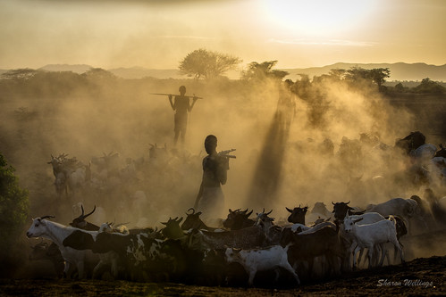 africa travel sunrise cattle stock ethiopia sharonwellings