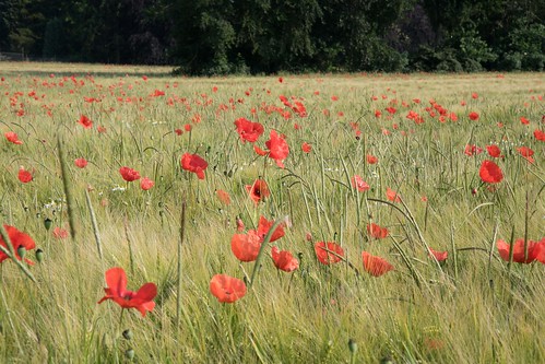 flowers flower field landscape pflanze feld poppies beet blume landschaft mohn klatschmohn kevelaer blumenbeet