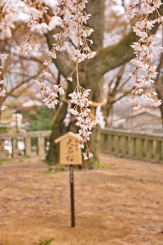 【写真】2013 桜 : 大石神社/2021-10-05/IMGP9010
