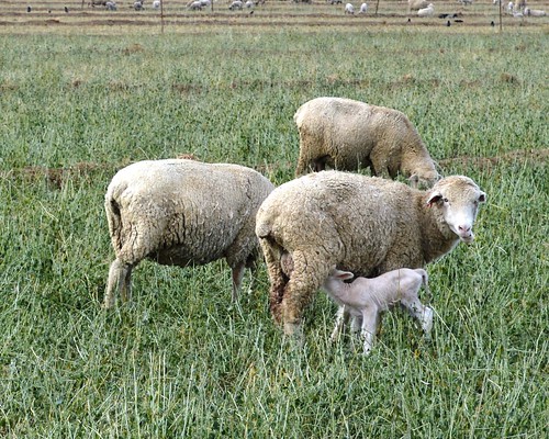 california animals sheep livestock kerman centralvalley