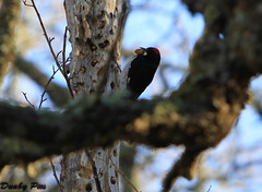Acorn Woodpecker at Sonoma Valley Regional Park & Lake Suttonfield