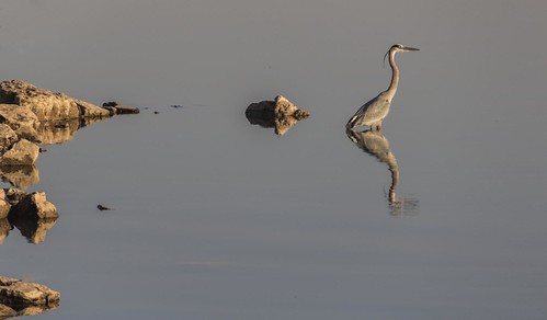 lake bird oklahoma heron water landscape wildlife scenic greatblueheron lakehoverholser