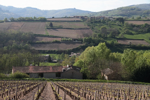 spring burgundy bourgogne printemps vigne vinyard mâconnais serrière