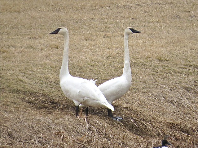 Trumpeter Swans near Towanda, IL