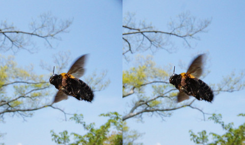 Xylocopa appendiculata, stereo parallel view