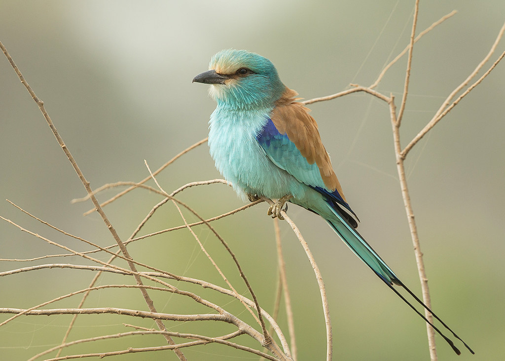 Abyssinian Roller   Gambia